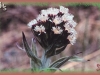 vine-leaved coltsfoot