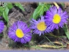 showy fleabane/Aspen Fleabane