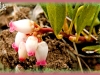 common bearberry