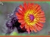 orange false dandelion