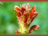 western lousewort/Towering Lousewort