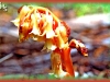 pinesap/American Pinesap
