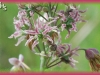 veiny meadow rue