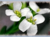 Nuttall's rock cress
