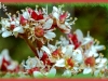 rhomboid-leaved saxifrage/Western Saxifrage