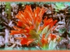 hispid paintbrush/Harsh Indian-paintbrush