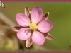 sand spurry/Mediterranean Sandspurry,