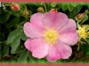 prairie rose