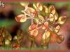 cow cress/Field Pepper-grass