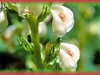 coiled-beak lousewort/Curve-beak Lousewort