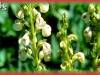 coiled-beak lousewort/Curve-beak Lousewort