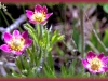 cut-leaved anemone