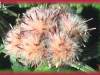 dwarf saw-wort/Clustered Saw-wort