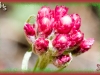 rosy everlasting/Rosy Pussytoes