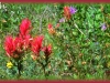 common red paintbrush/Greater Red Indian-paintbrush,