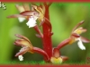 spotted coralroot