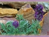 silky scorpionweed