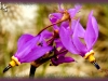saline shooting star/Few-flower Shootingstar