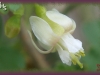 northern gooseberry/Canadian Gooseberry