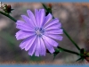 chicory