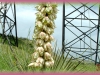soapweed/Small Soapweed Yucca