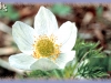 western anemone/Western Pasqueflower