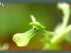 western twayblade