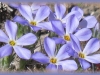 blue phlox/Alyssum-leaf Phlox