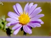 hoary aster/Hoary Tansy-aster