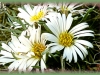 low townsendia/Silky Townsend-daisy,