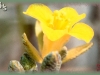 great plains bladderpod