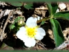 wild strawberry/Virginia Strawberry