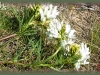 narrow-leaved milk vetch