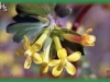 golden currant