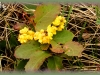 creeping mahonia/Creeping Oregon-grape