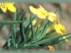 narrow-leaved puccoon