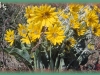 balsamroot/Arrowleaf Balsamroot