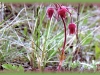 three-flowered avens/Prairie-smoke