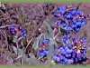 smooth blue beardtongue/Wax-leaf Beardtongue