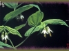 fairybells/Rough-fruited Mandarin