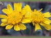 butte marigold/Stemless Four-nerve-daisy