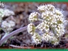 long-fruited wild parsley/ Large-fruit Desert-parsley