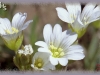 field mouse-ear chickweed