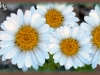 cut-leaved fleabane/Dwarf Mountain Fleabane