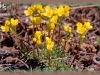 few-seed draba/Few-seed Whitlow-grass