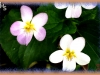 western Canada violet,