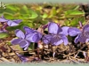 early blue violet