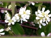 saskatoon/Saskatoon Serviceberry