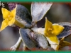silverberry/American Silverberry