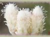small-leaved everlasting/Nuttall's Pussytoes